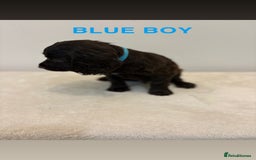 Cocker Spaniel dogs for sale: Gorgeous Full Cocker Spaniel Pups  - Image 7