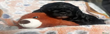 Sproodle Puppy 3