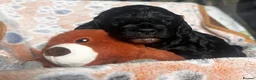 Sproodle dogs for sale: F1B Sproodle puppies  in Accrington - Advert 6
