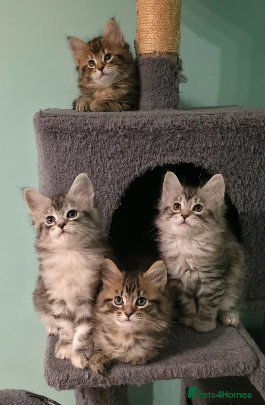 Mixed Breed cats for sale: Smart & Playful Maine Coon Cross Kittens - Advert 1