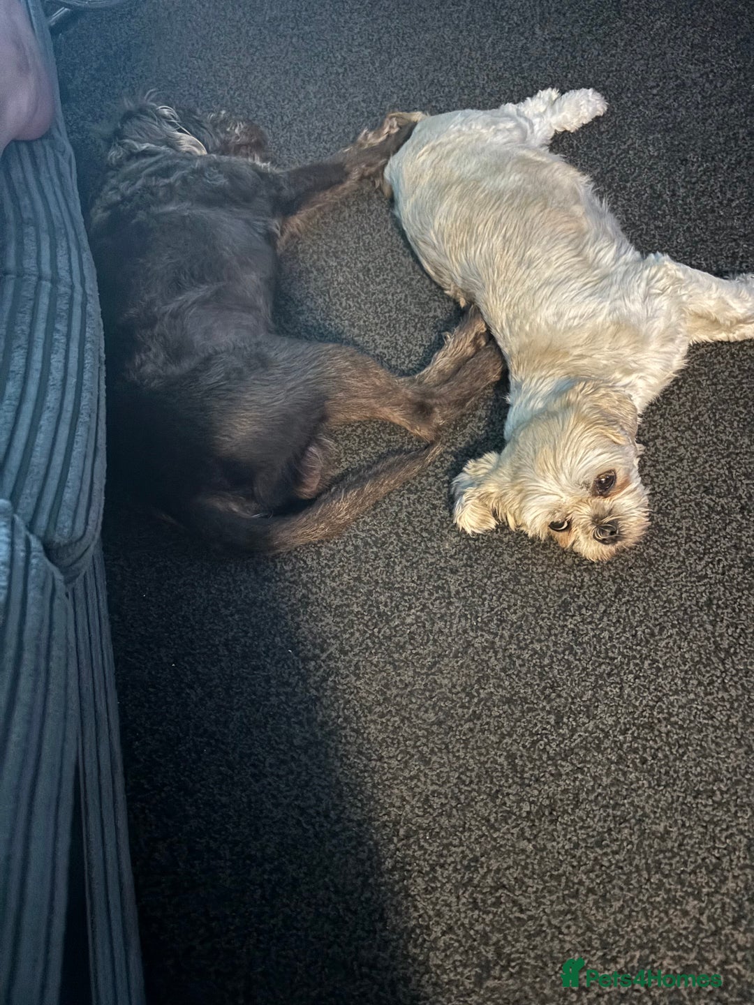 Mixed Breed dogs for sale: Shih Tzu x Labradoodle puppies - Image 8