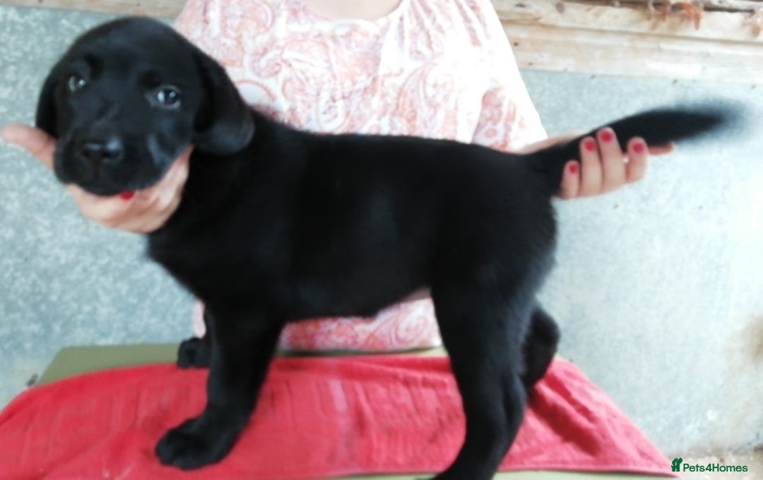 Labrador Retriever dogs for sale: KC Labrador girls, calm, loving and sensible - Image 6