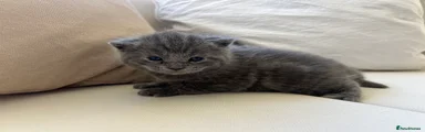 Grey/blue kitten 