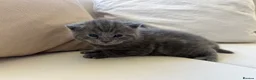 British Shorthair cats for sale: My Likac British Shorthair Queen has had 2 kittens in Worthing - Advert 11