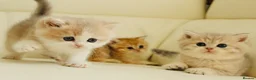 British Shorthair cats for sale: TOP Quality, Rare colors BSH kittens  - Advert 13