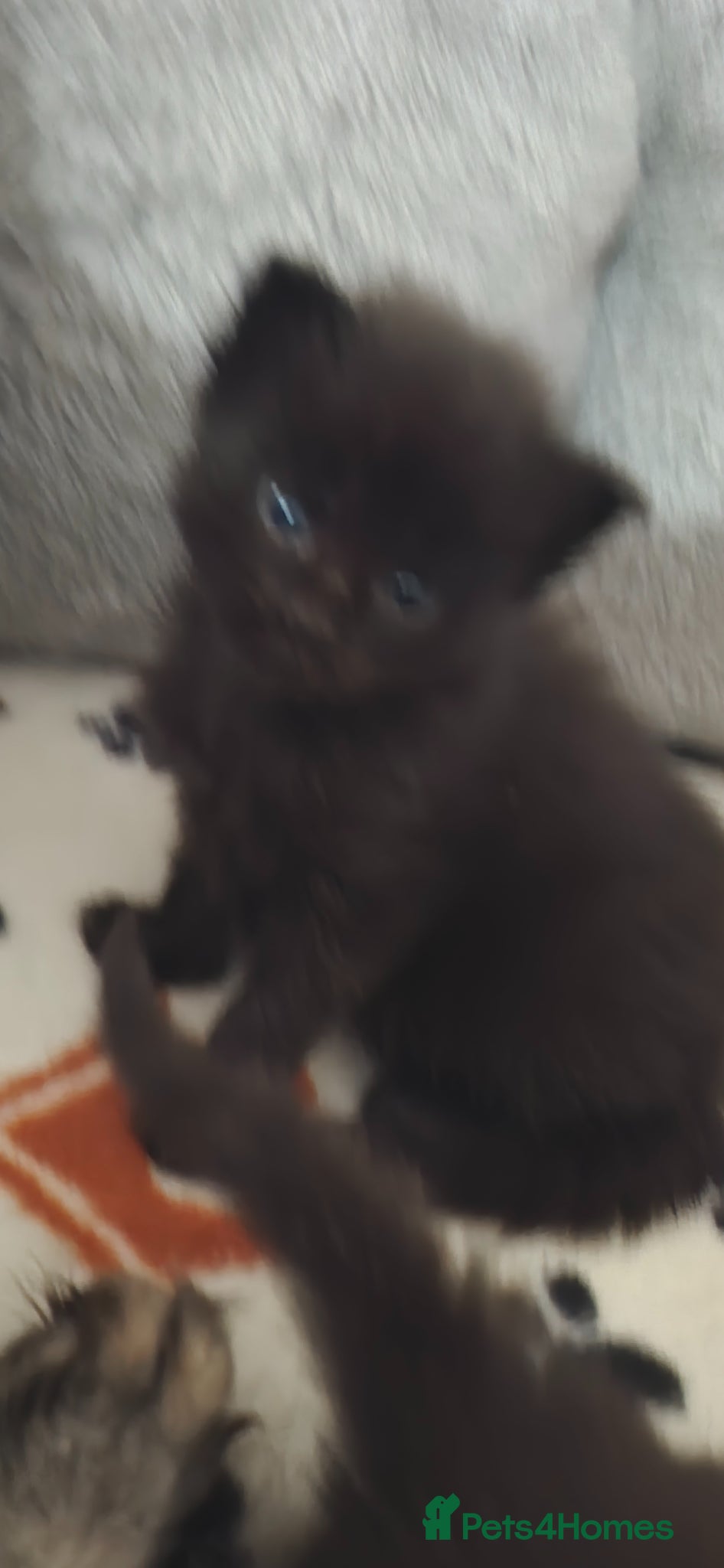 Maine Coon cats Exceptional Maine Coon Kittens for Loving Homes - Advert 6