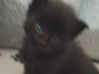 Maine Coon cats Exceptional Maine Coon Kittens for Loving Homes - Advert 6