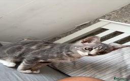 British Shorthair cats for sale: Grey and White Kitten - Image 7