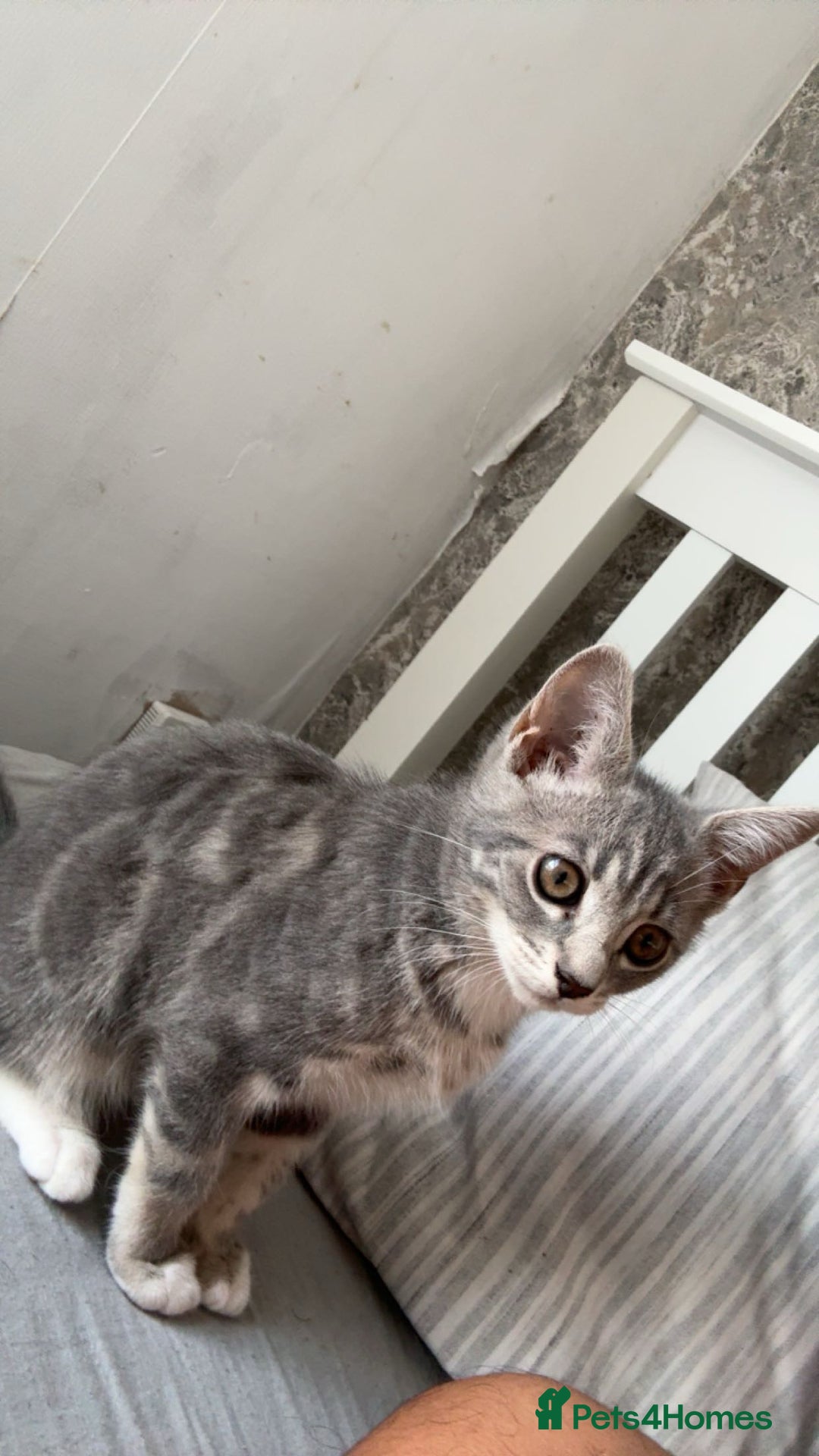 British Shorthair cats for sale: Grey and White Kitten - Image 7