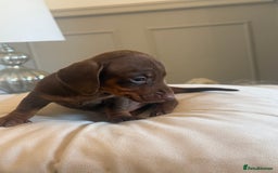 Miniature Dachshund dogs for sale: Miniture dachshund puppy’s  - Image 7