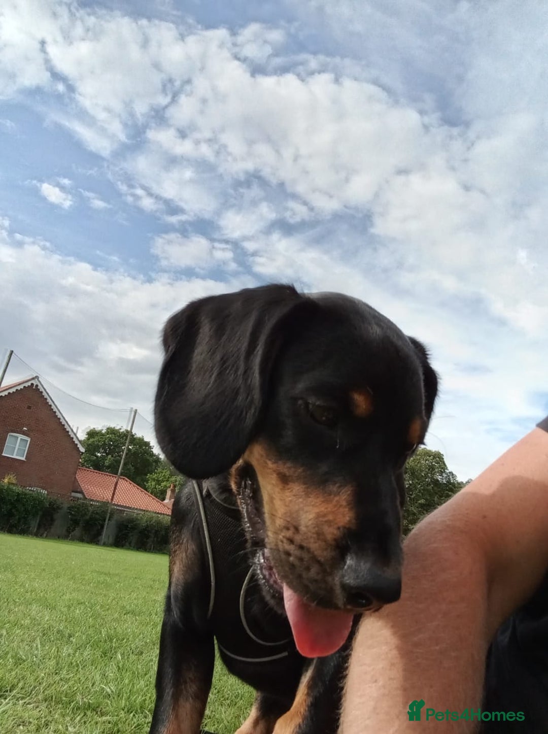 Mixed Breed dogs for sale: Cockador 8 months old - Image 6