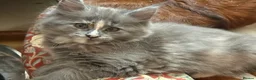 Maine Coon cats for sale: PURE BREED MAINE COON KITTENS - Advert 8