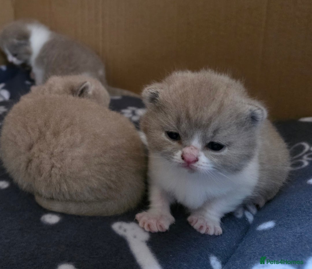 British Shorthair cats for sale: GCCF Registered British Shorthair Kittens - Image 22