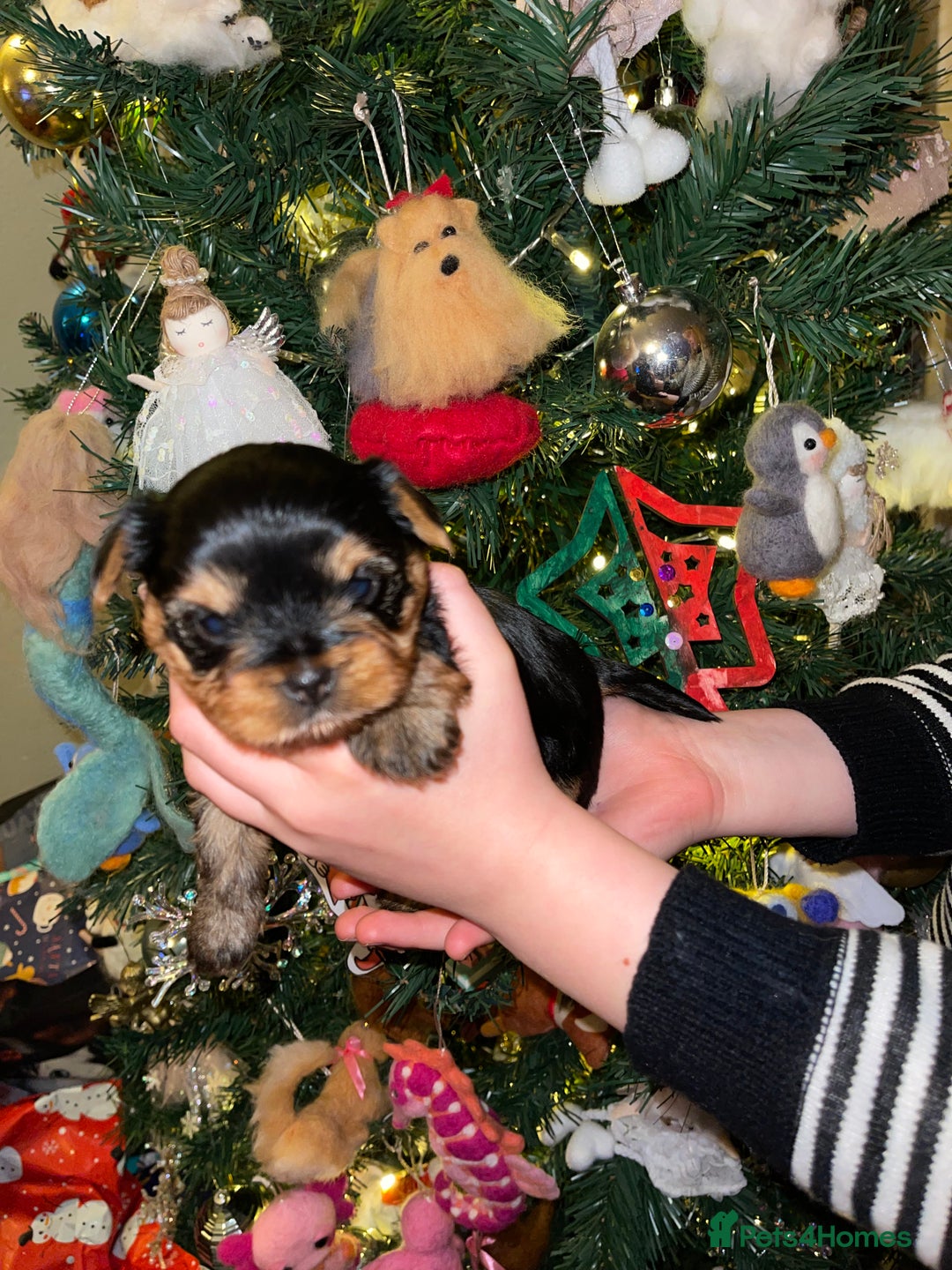 Yorkshire Terrier dogs for sale: Absolutely stunning  mini yorkie boy  - Advert 4