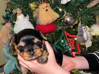 Yorkshire Terrier dogs Absolutely adorable mini yorkie puppies - Advert 15
