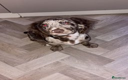 Cocker Spaniel dogs for sale: Cocker spaniel  - Advert 1