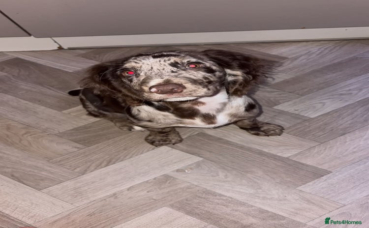 Cocker Spaniel dogs Cocker spaniel  - Advert 6