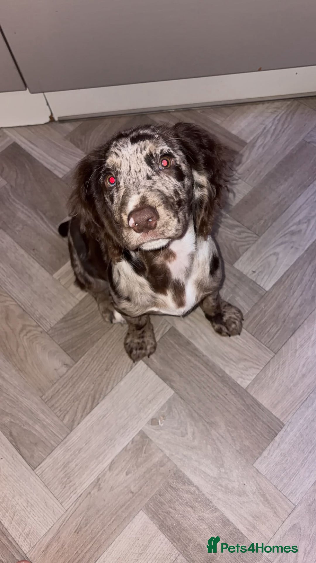 Cocker Spaniel dogs for sale: Cocker spaniel  - Advert 1