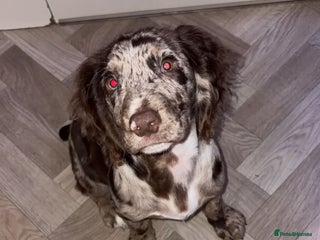 Cocker Spaniel dogs Cocker spaniel - Advert 1