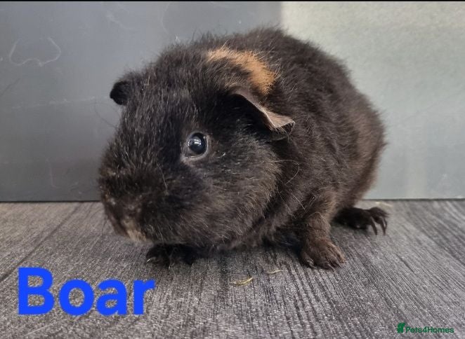Guinea Pig rodents Beautiful Baby guinea pigs for sale  - Advert 1