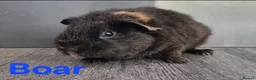Guinea Pig rodents for sale: Beautiful Baby guinea pigs for sale  - Advert 1