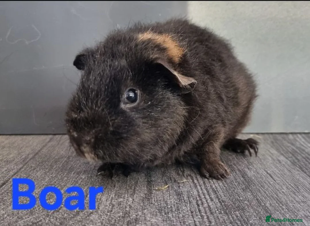 Guinea Pig rodents for sale: Beautiful Baby guinea pigs for sale  - Advert 1