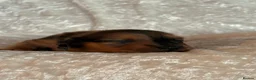 Miniature Dachshund dogs for sale: Beautiful miniature long hair dachshund  - Advert 4