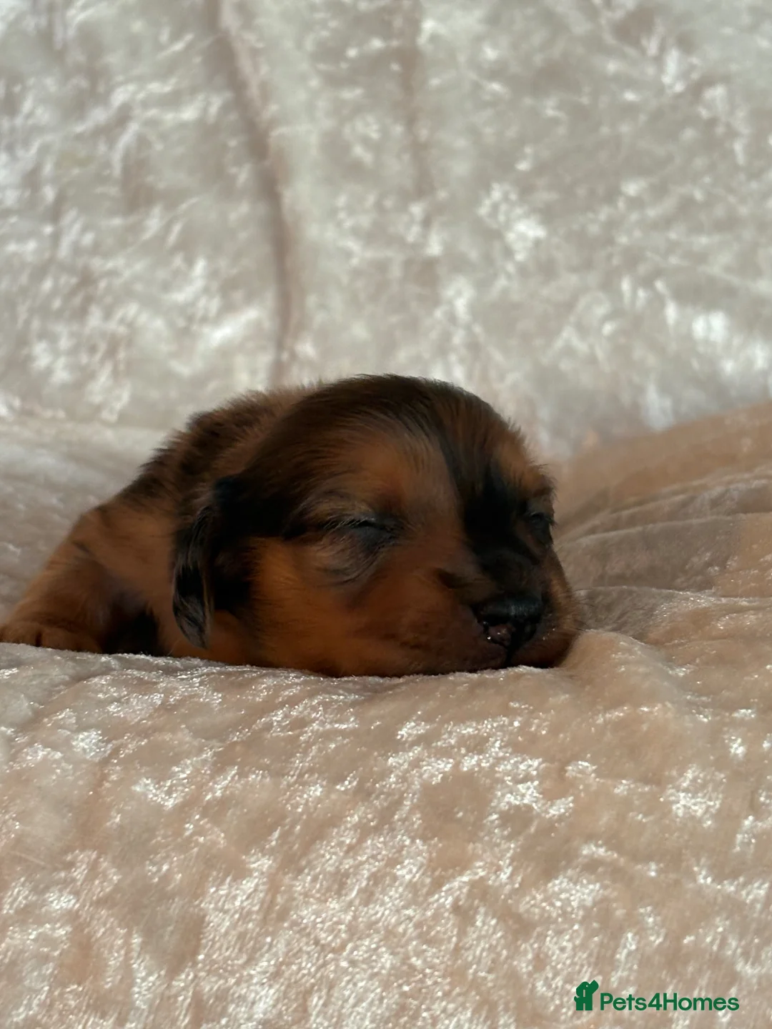 Miniature Dachshund dogs for sale: Beautiful miniature long hair dachshund  - Advert 4