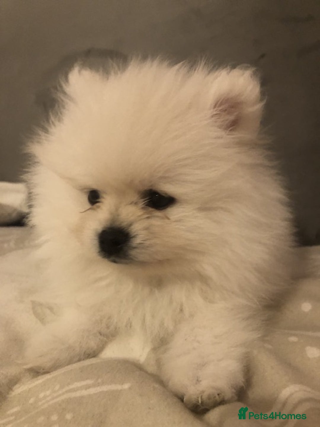Pomeranian dogs for sale: Teddy Face , Pop Quality, Tiny BOY! - Advert 6