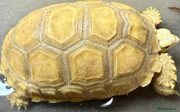 Tortoise reptiles for sale: Ivory Sulcarta  in Sutton - Image 3