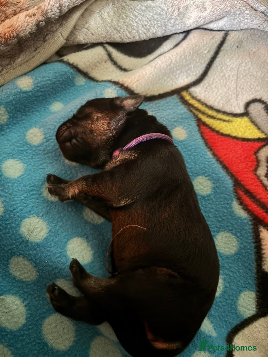 Goldador dogs for sale: Stunning Black Lab/Golden Retriever Puppies - Advert 4