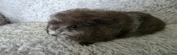 Guinea Pig rodents for sale: Swiss boys - Advert 8