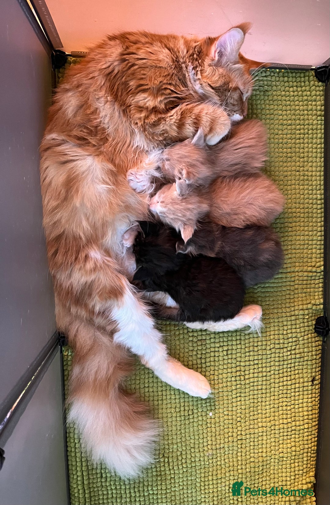 Maine Coon cats for sale: Beautiful Maine coon kittens - Advert 10