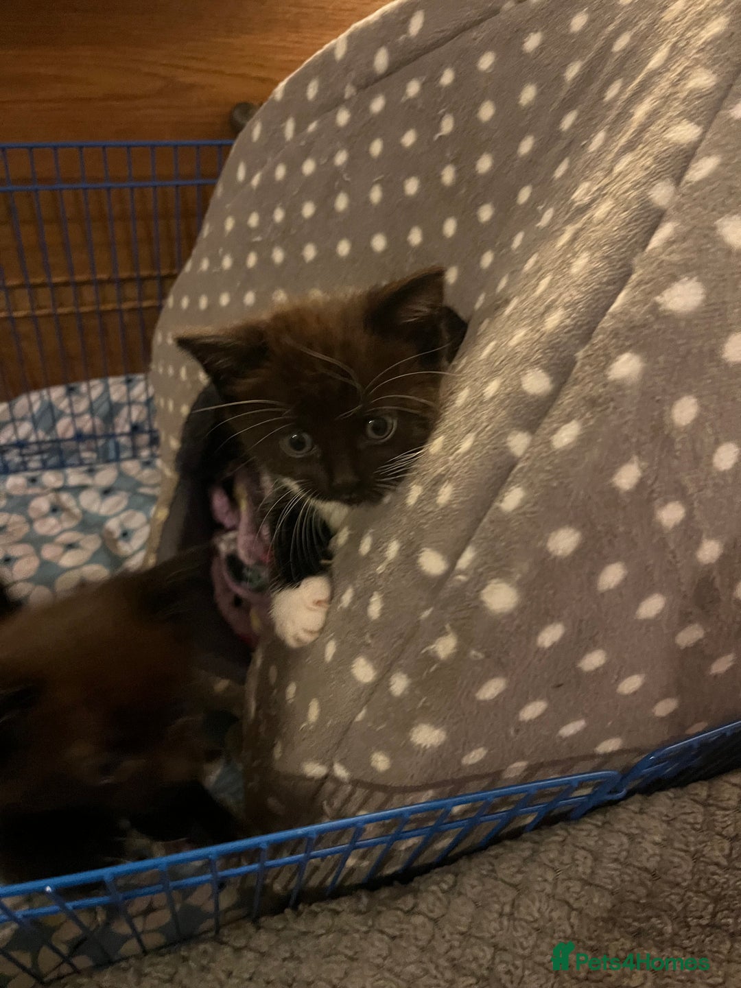 Mixed Breed cats for sale: 3 baby boys looking for their new homes , 4 weeks  - Image 6