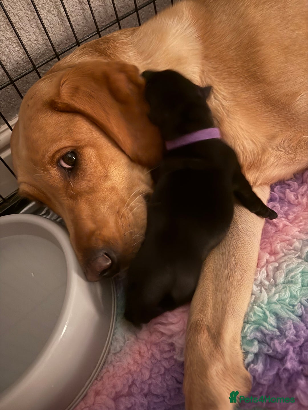 Labrador Retriever dogs for sale: Kc registered Labrador puppies available ⭐️⭐️⭐️⭐️ - Image 4