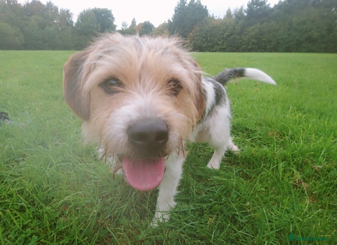Mixed Breed dogs for sale: Beagle Cross puppies  - Image 2