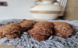 Miniature Poodle dogs for sale: Miniature Red Poodle KC Reg Full Pedigree - Image 5