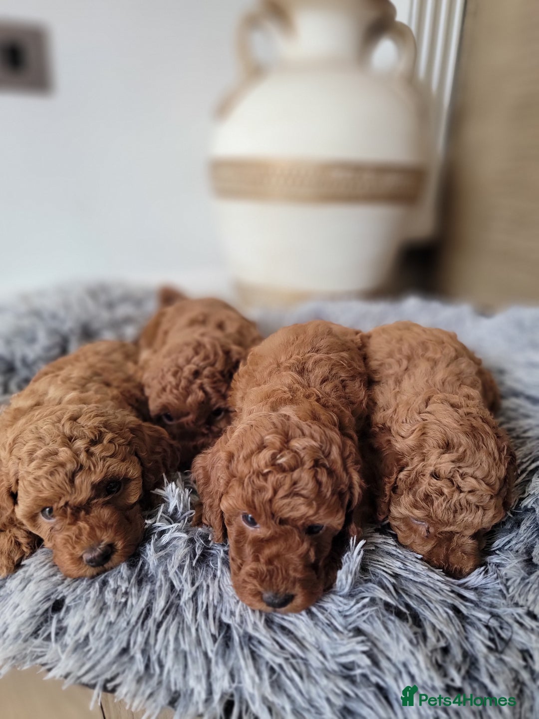 Miniature Poodle dogs for sale: Miniature Red Poodle KC Reg Full Pedigree - Image 5