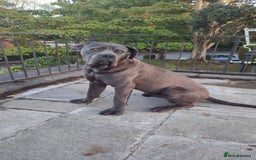 Cane Corso dogs for sale: Cane corso Italian  - Image 4