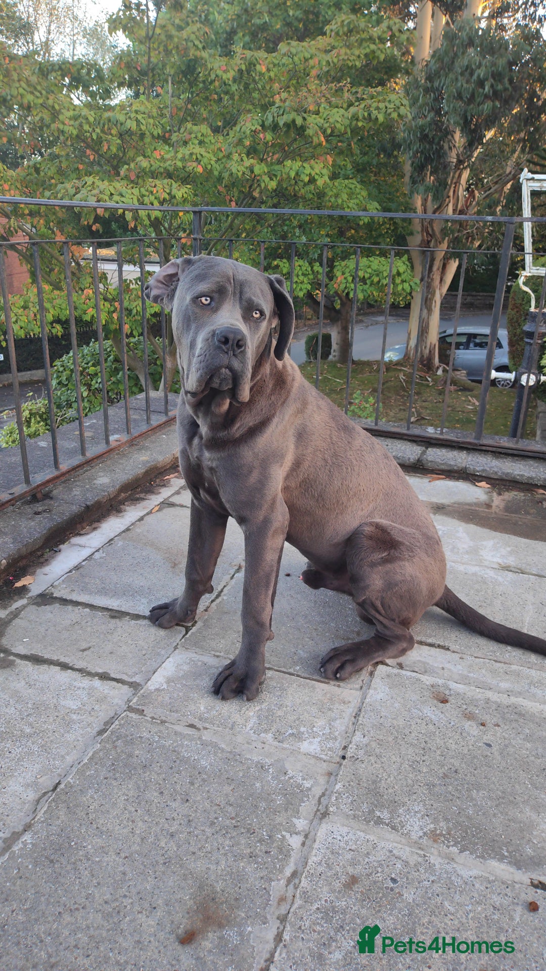 Cane Corso dogs for sale: Cane corso Italian  - Image 4