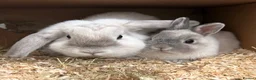 Mini Lop rabbits for sale: Two beautiful female rabbits in Birmingham - Advert 1