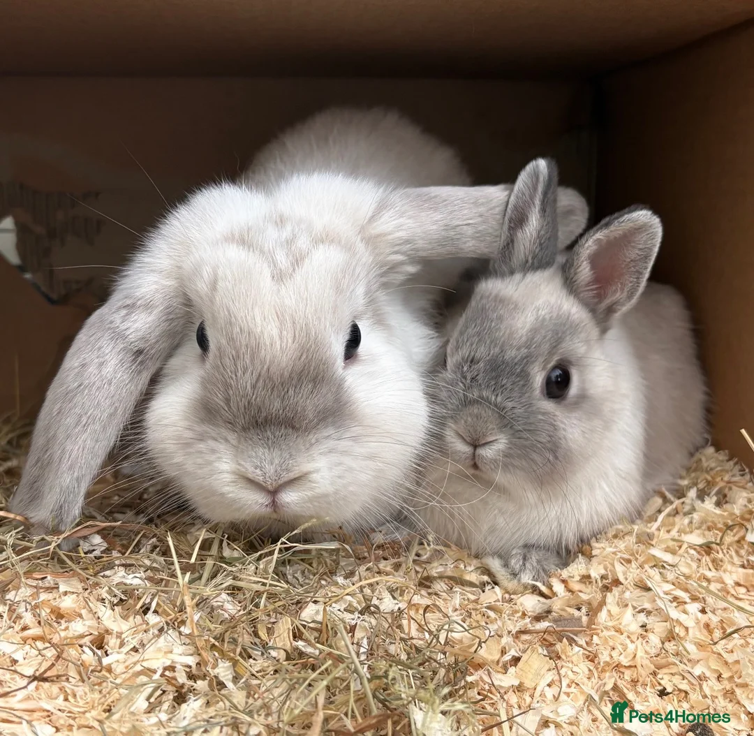 Mini Lop rabbits for sale: Two beautiful female rabbits in Birmingham - Advert 1