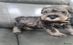 Miniature Schnauzer dogs for sale: Miniature Schnauzer Puppies KC Registered. 5M 2Fm - Image 18