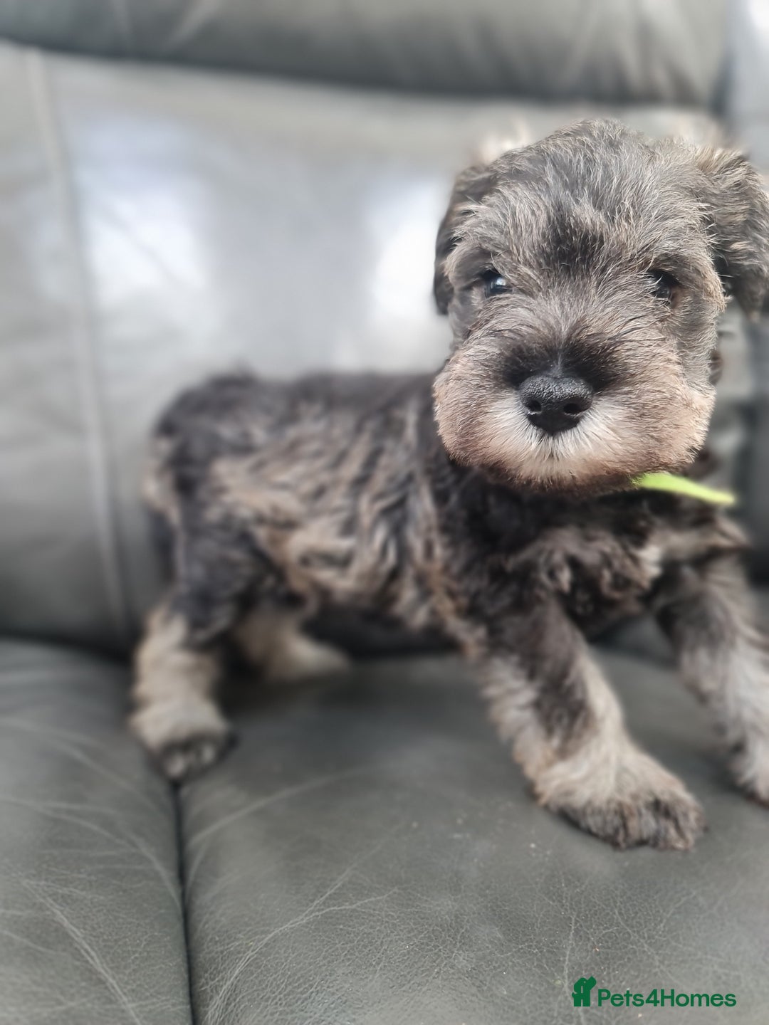 Miniature Schnauzer dogs for sale: Miniature Schnauzer Puppies KC Registered. 5M 2Fm - Image 18