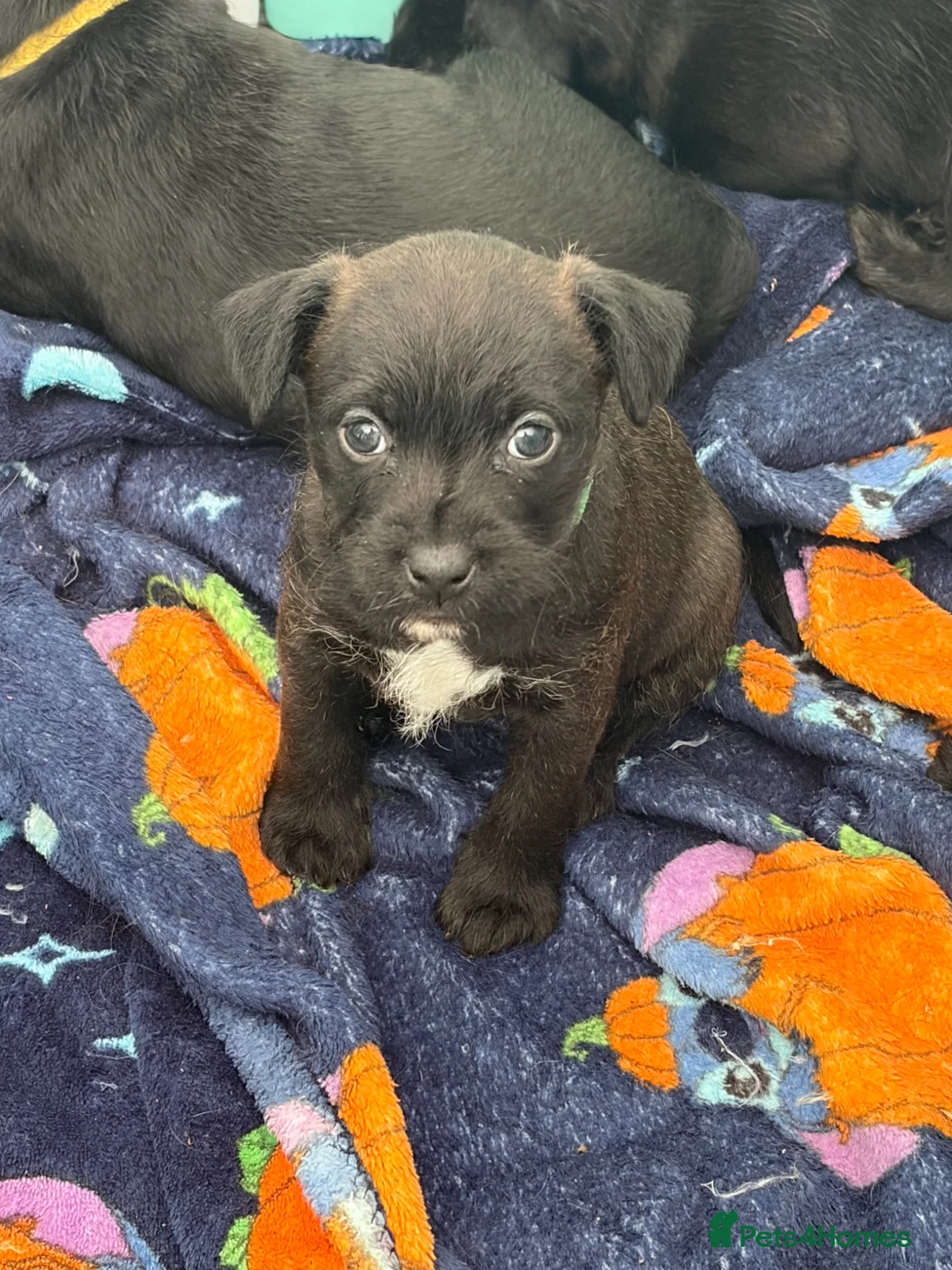 Patterdale Terrier dogs for sale: Patterdales  - Advert 4