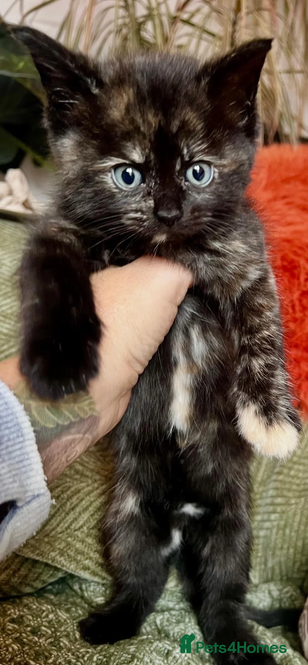 Ragdoll cats for sale: Last Beautiful Unique Girl left Ragdoll x BSH - Advert 2
