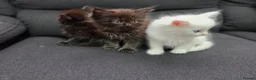 Mixed Breed cats for sale: Maine Coon x Ragdoll Kittens - Advert 13