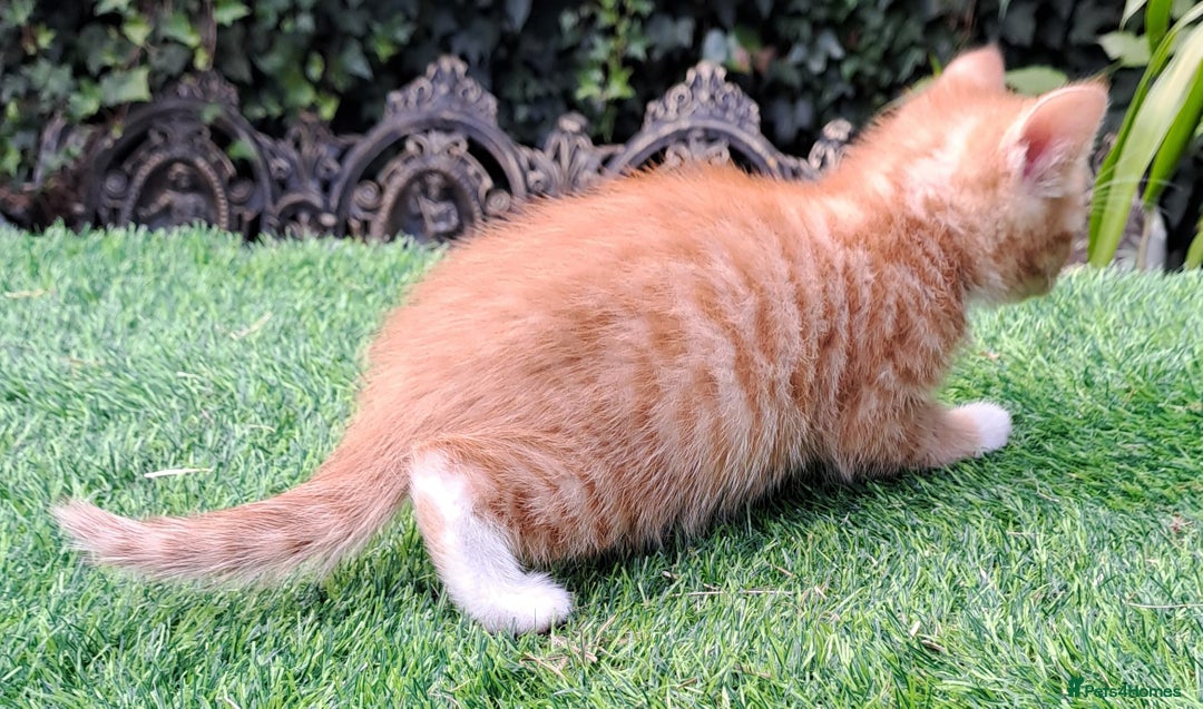 Mixed Breed cats for sale: Gorgeous Ginger Maine Coon x Kittens - Image 11
