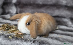 Mini Lop rabbits for sale: 3 Mini Plush x Mini Lop babies  - Image 8