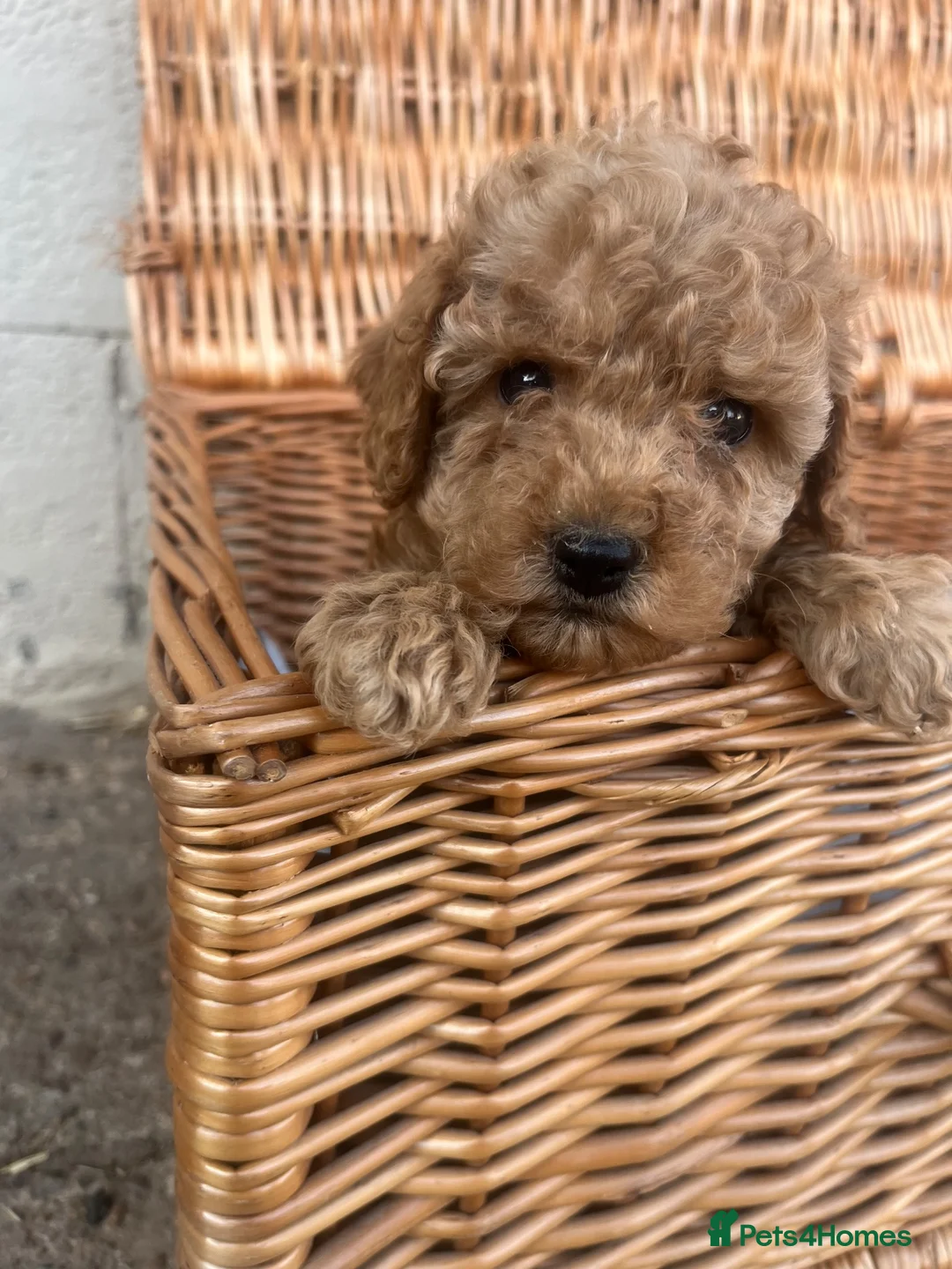 Cockapoo dogs for sale: Cockpoo pups  in Doncaster - Advert 2